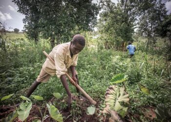 We will vote for candidates who will prioritize the Agric sector – Concerned farmers