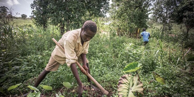We will vote for candidates who will prioritize the Agric sector – Concerned farmers