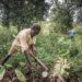 We will vote for candidates who will prioritize the Agric sector – Concerned farmers