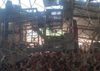 Windstorm causes havoc; kills over 1K fowls in Atwima Mim