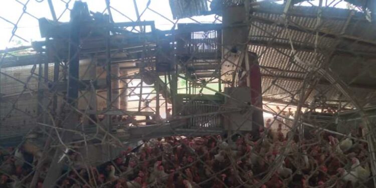 Windstorm causes havoc; kills over 1K fowls in Atwima Mim