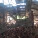 Windstorm causes havoc; kills over 1K fowls in Atwima Mim