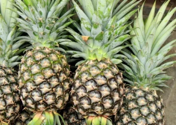 EU alleges suspected fraud in local pineapple exports from Ghana