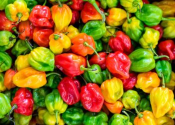 Transportation and storage cost drive up pepper prices in Ghana