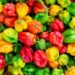 Transportation and storage cost drive up pepper prices in Ghana