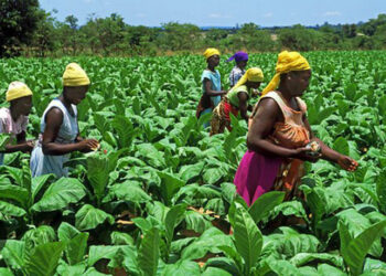GH¢3 Billion invested in Planting for food and jobs didn’t materialized- Movement For Change