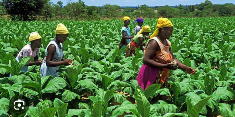 GH¢3 Billion invested in Planting for food and jobs didn’t materialized- Movement For Change