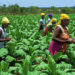 GH¢3 Billion invested in Planting for food and jobs didn’t materialized- Movement For Change