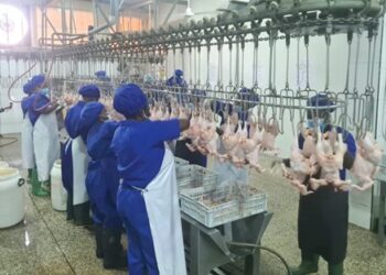 First batch of FSRP broiler birds ready for market