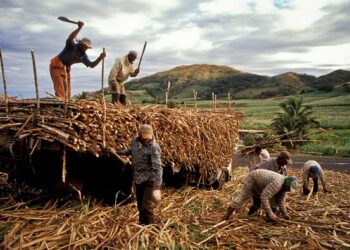 Central Region sugarcane out-growers threaten strike