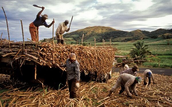 Central Region sugarcane out-growers threaten strike