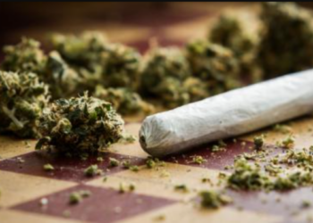 Court orders destruction of 256 sacks of cannabis