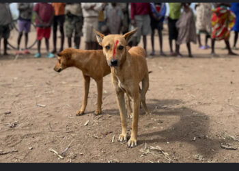 Vaccinate domestic animals against rabies – Public advised