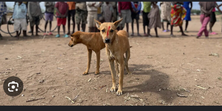Vaccinate domestic animals against rabies – Public advised