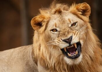 Zookeeper mauled to death by lion in Nigeria after leaving protective gate open