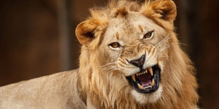 Zookeeper mauled to death by lion in Nigeria after leaving protective gate open