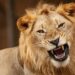 Zookeeper mauled to death by lion in Nigeria after leaving protective gate open