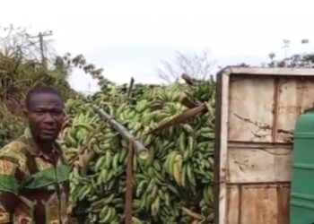I’ll blame no one but the government – Farmer loses millions in plantain harvest (Full Video)