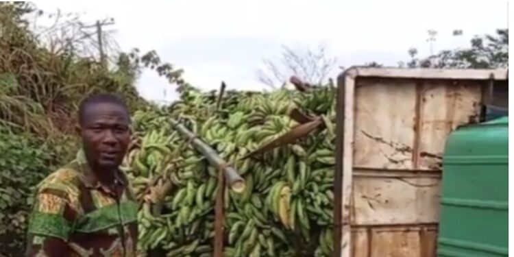 I’ll blame no one but the government – Farmer loses millions in plantain harvest (Full Video)