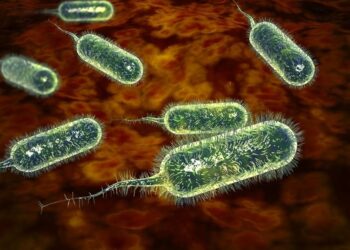 Cholera kills 7 in Central Region