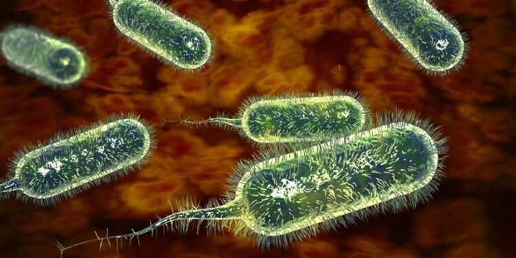 Cholera kills 7 in Central Region