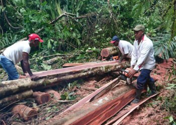 Collaboration to fight illegal logging in forest reserves underway