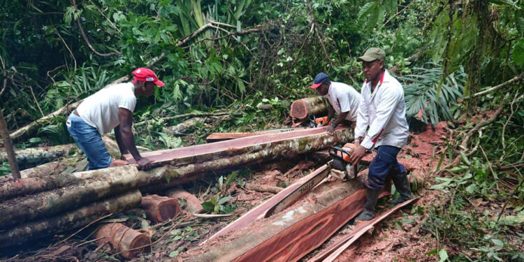 Collaboration to fight illegal logging in forest reserves underway