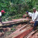 Collaboration to fight illegal logging in forest reserves underway