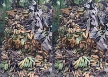Nkrankwanta Farmers suffer as plantain harvest goes to waste