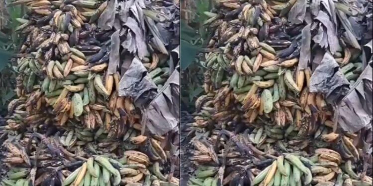 Nkrankwanta Farmers suffer as plantain harvest goes to waste