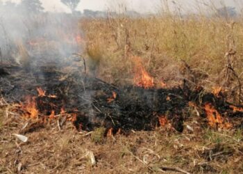 Unidentified arsonists destroy Savannah Regional Minister’s crop in shocking blaze
