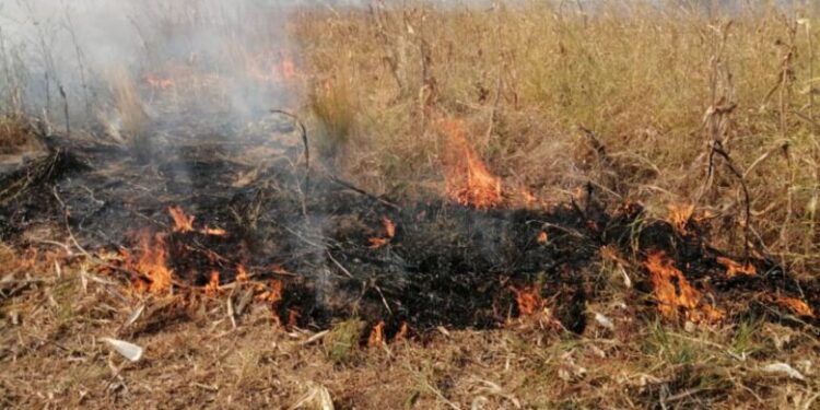 Unidentified arsonists destroy Savannah Regional Minister’s crop in shocking blaze