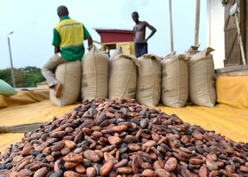 Police arrest three people in connection with alleged smuggling of cocoa beans