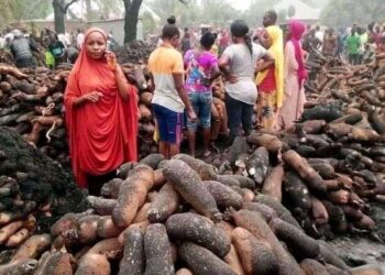 Farmer’s livelihood goes up in flames: thousands of tubers destroyed