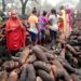 Farmer’s livelihood goes up in flames: thousands of tubers destroyed