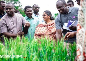 Ghana Wheat Initiative to promote domestic production launched