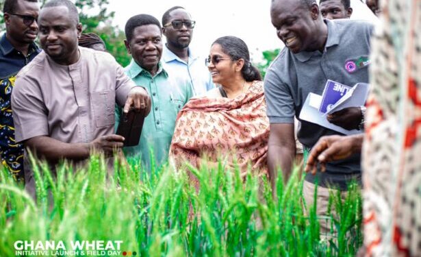 Ghana Wheat Initiative to promote domestic production launched