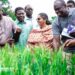 Ghana Wheat Initiative to promote domestic production launched