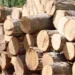 Timber Contractors Call For Urgent Overhaul Of Forestry Commission