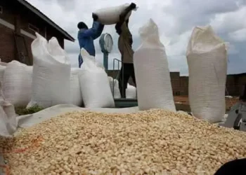 Ghana’s Grain Sector On The Brink As 100,000 Tonnes Remain Unsold