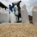 Ghana’s Grain Sector On The Brink As 100,000 Tonnes Remain Unsold