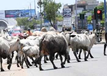 Ghanaians lament stray cattle menace in public spaces