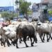 Ghanaians lament stray cattle menace in public spaces