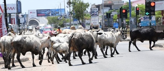 Ghanaians lament stray cattle menace in public spaces