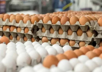 Influx of cheap eggs displaces local poultry farmers in Bono  Region