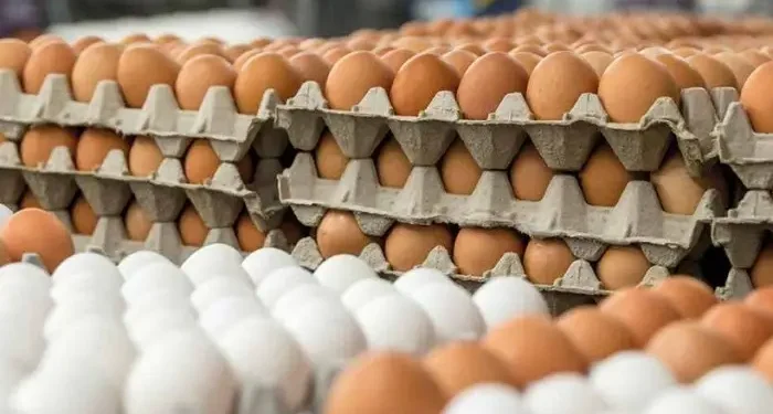 Influx of cheap eggs displaces local poultry farmers in Bono Region