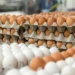 Influx of cheap eggs displaces local poultry farmers in Bono Region