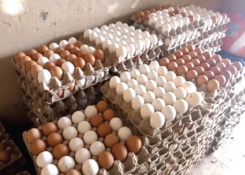 Eggs are being smuggled from Côte d’Ivoire into Ghana as Chinese retailers expand – Poultry Farmers