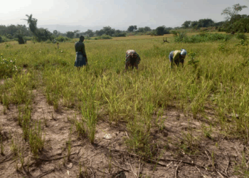 “Agric Ministry run by cronies, farmers sidelined” – Concerned Farmers Association president fires