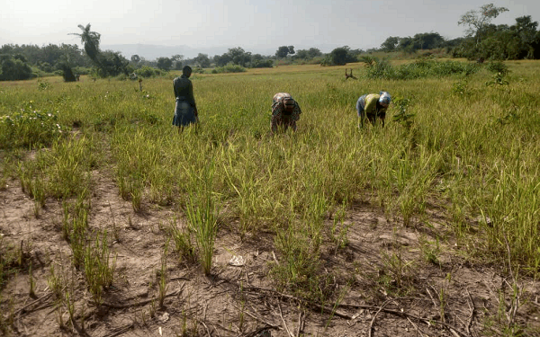 “Agric Ministry run by cronies, farmers sidelined” – Concerned Farmers Association president fires